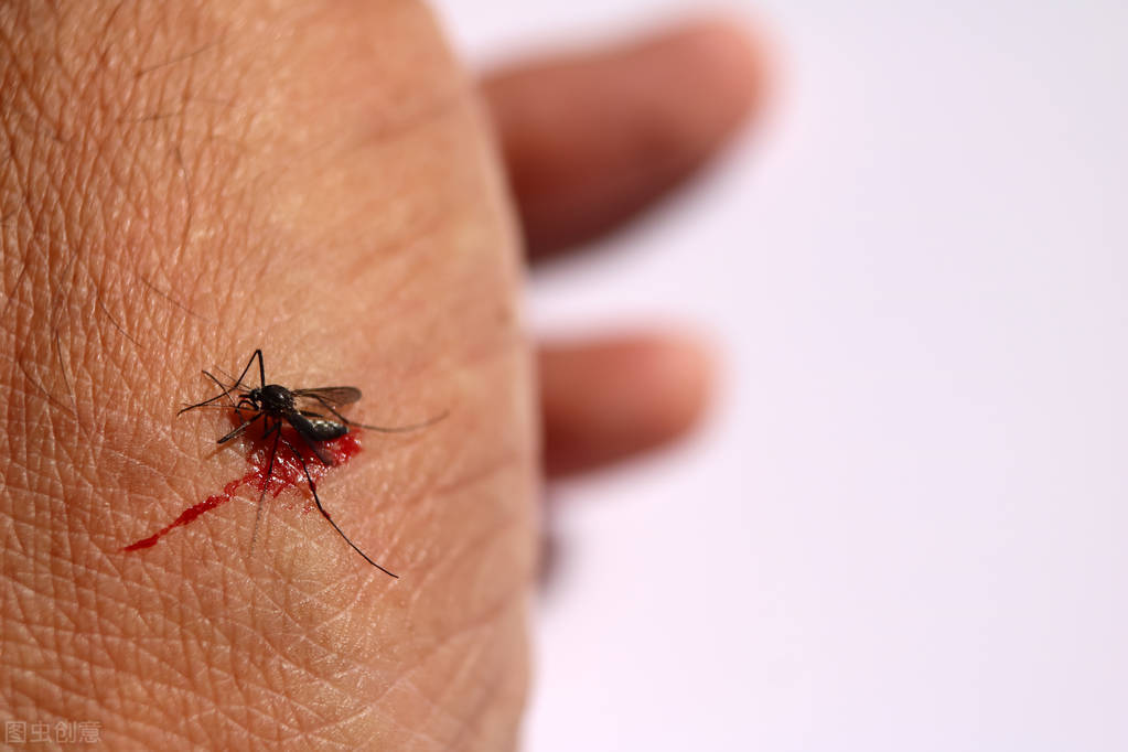 外来物种“花蚊子”四处泛滥，无人能解决，它们是如何来中国的？
