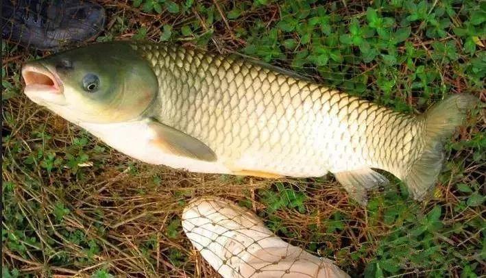 草鱼的“悲哀”:1次产卵高达120万粒,为何在野外几乎销声匿迹
