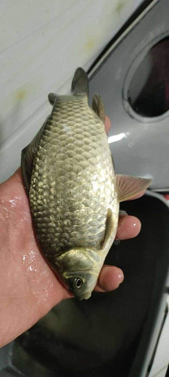 白鲢|【作钓报告】往事不堪回首,鱼获知道多少