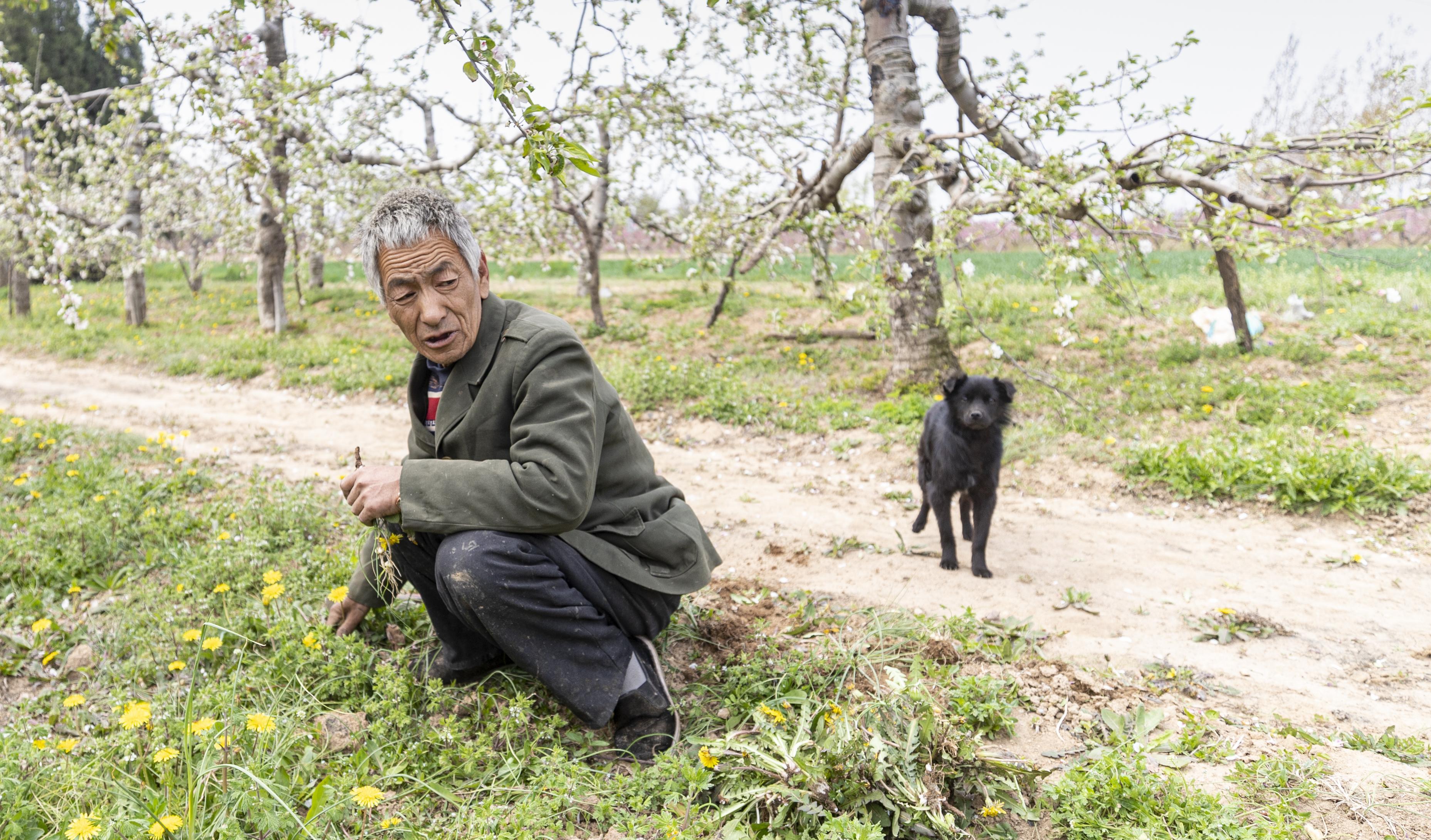 光棍大叔垃圾坑里捡条狗，竟是纯种中华田园犬，如今是他的保护神