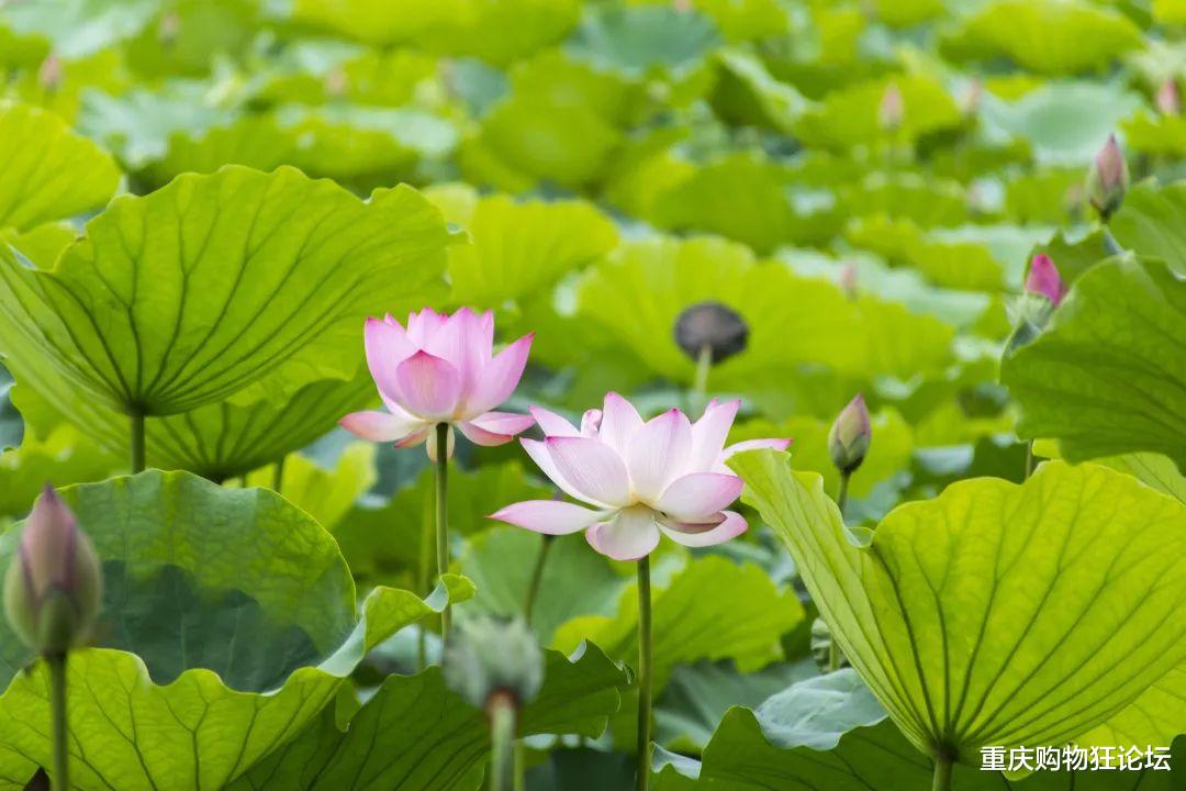 荷花|南岸藏着大片免费赏荷地，还有白鹭、儿童乐园…