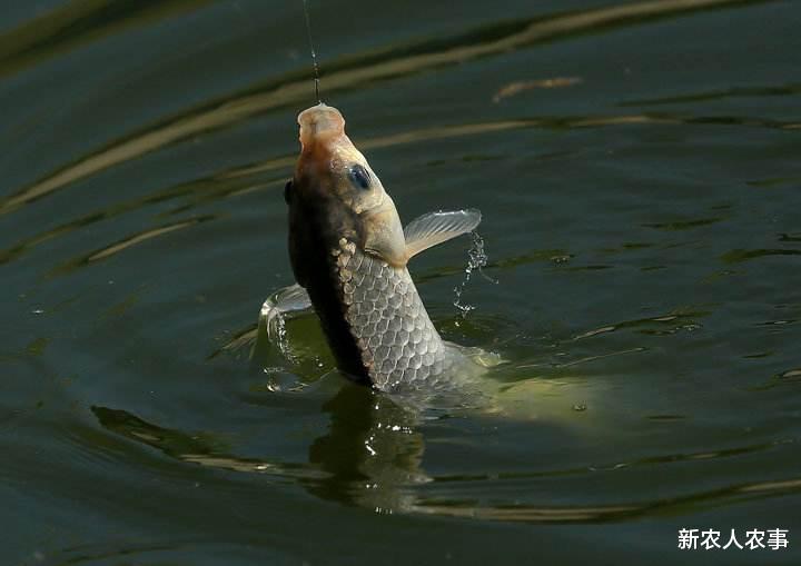 |重庆一男子钓鱼习惯性“空军”，直接在院子里做法，网友：不正式