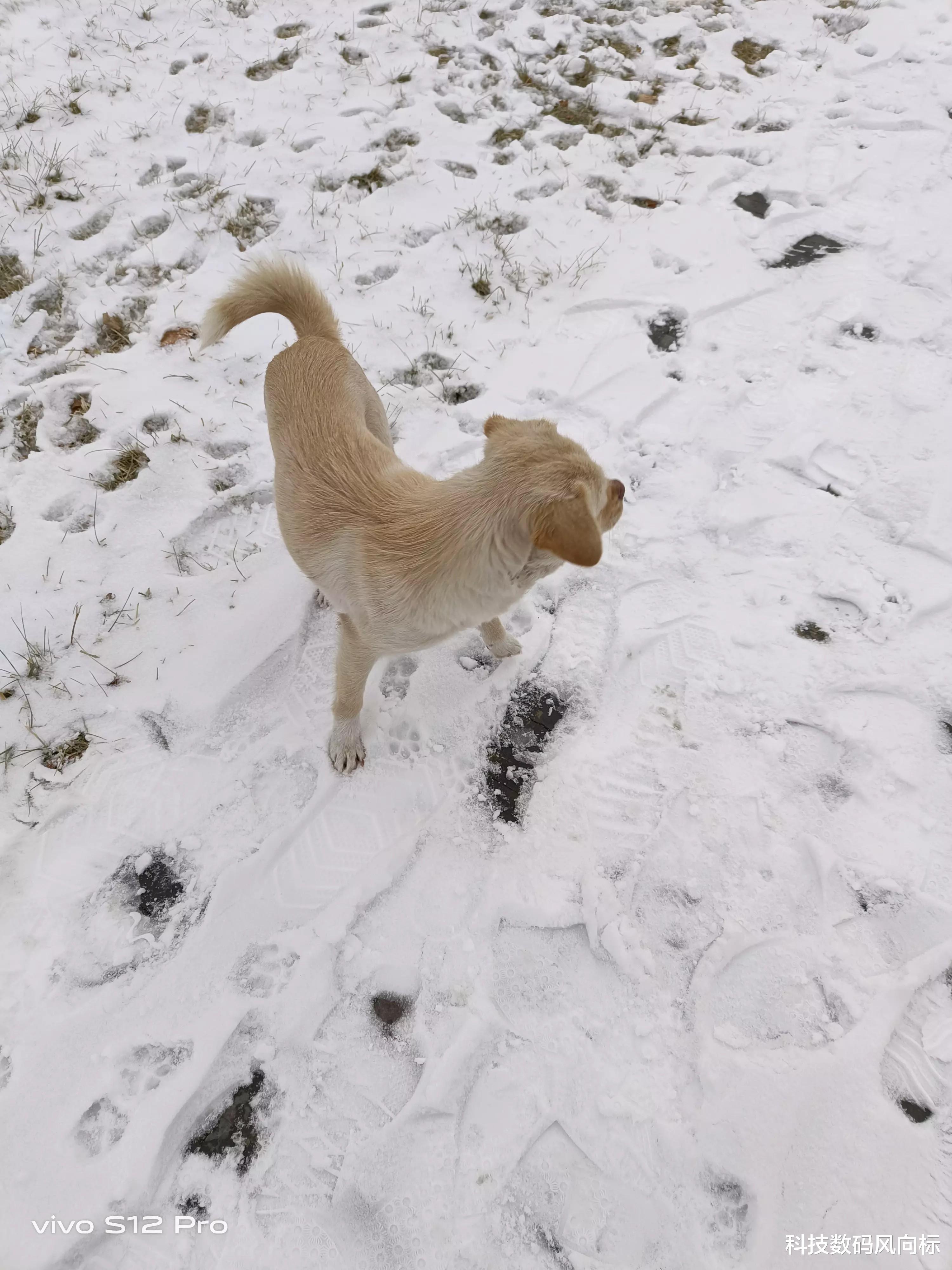 vivo s12|vivo S12镜头记忆下的2022年第一场雪