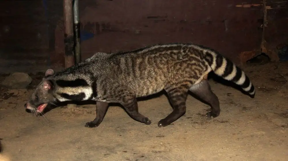 黑竹沟发现麝香猫,深夜捕鼠猎鸟,遇到豹子追,用麝香喷了它一脸