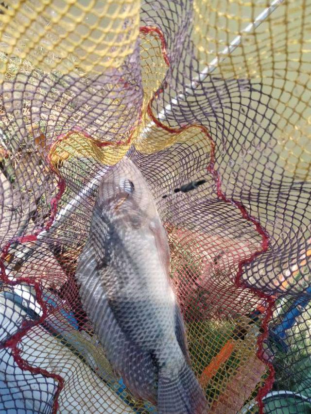 |再战X基地,这次想要爆护不容易