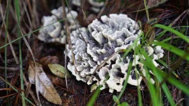 向导|云南易门花果山欢乐谷野生菌节让你嗨好、玩好