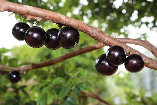 白发|一种好吃的土豪水果,一斤卖到50块,为何没人愿意种?原因有二!