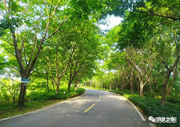 达古冰川|沧海遗珠的同里湿地公园