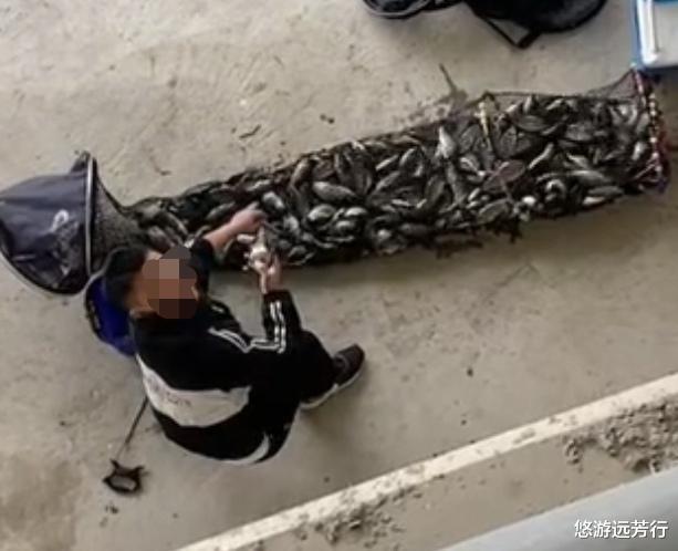 河豚|河道有人放生一车鲫鱼,钓鱼人上演抢鱼大战,鱼护都装不下了