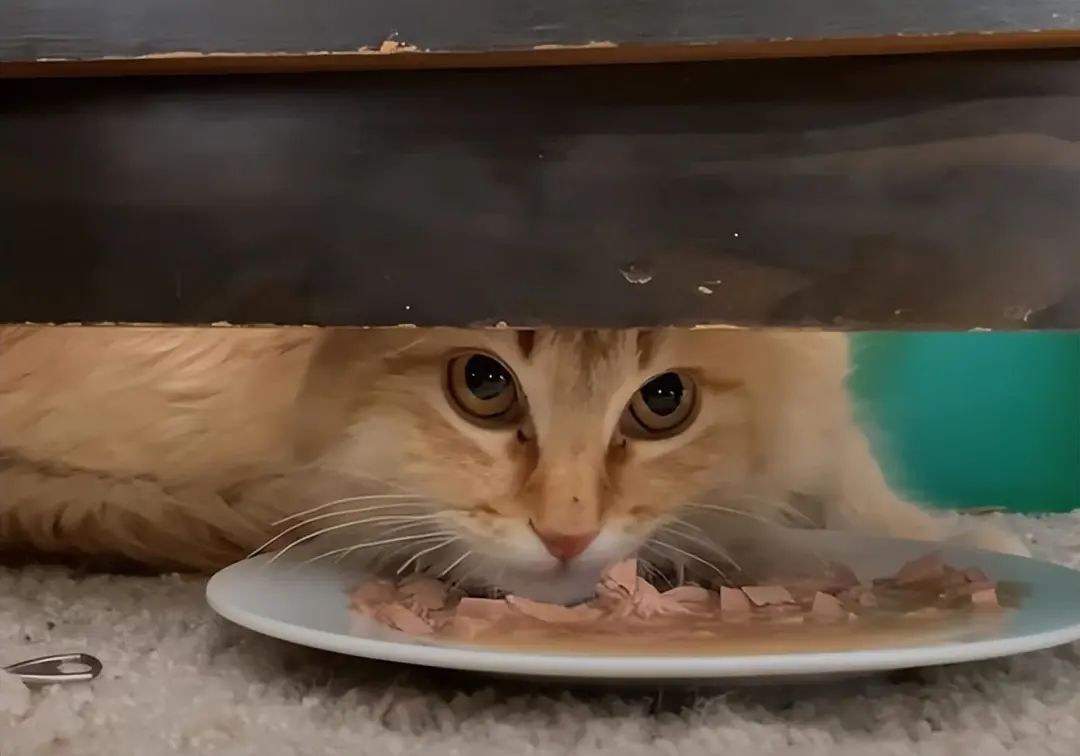 流浪猫为取暖撞破窗户，躲在纸箱不肯出来，小姐姐最终喂肉肉驯服