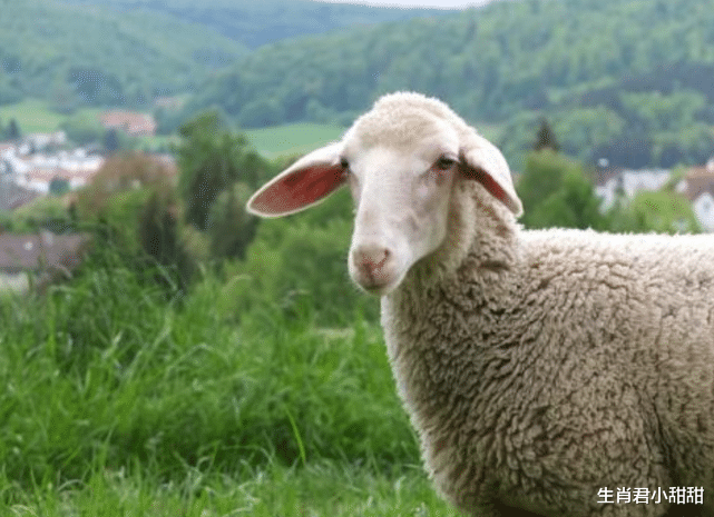 |新的一年2022年,属羊人勇敢走出舒适圈,在职场中闯出一片天