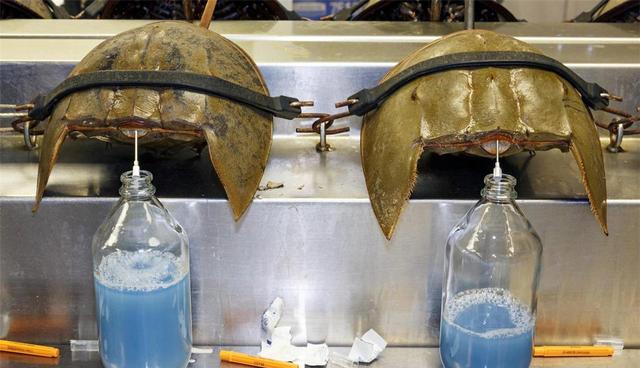 1升价值10万元?活了4亿年的生物被“疯狂抽血”,每年急需50万只