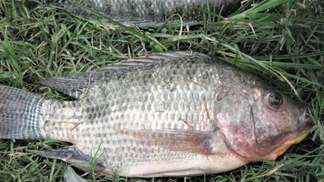 饵料|钓罗非鱼用什么样的饵料最好？为什么钓罗非鱼还要“让口”？