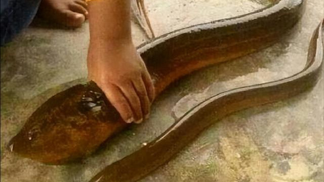 意外发现了一条“巨型黄鳝”，它的体长在1米左右，体重达到了3.6斤