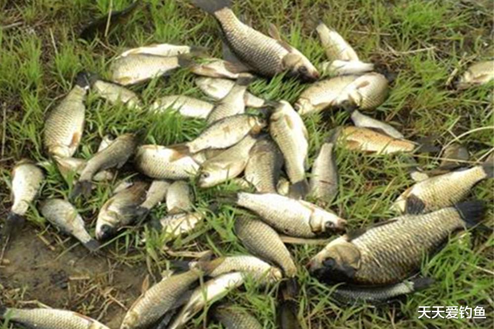 |春季野钓鲫鱼,钓鱼老手教你5招,连竿大鲫鱼百试百灵