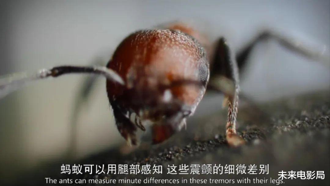 卡梅隆的新作,《阿凡达2》的预热,最新技术展现动物奇观