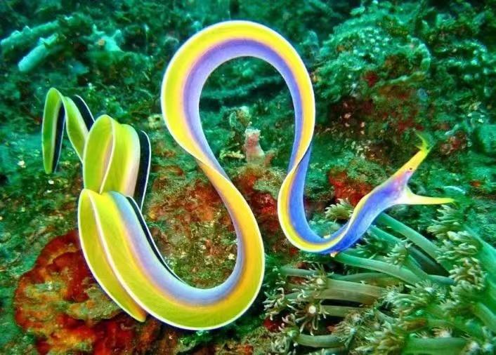 奇特生物志:来自太平洋的彩练,身子和脸不匹的五彩鳗