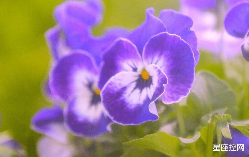 阳华|哪3个星座,做人坦率,做事尽心,一丝不苟努力,可收获好发展