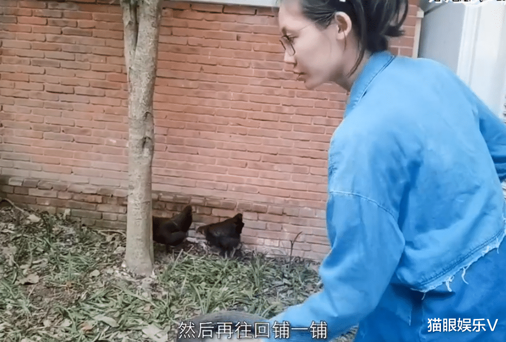 苗苗|郑恺老婆苗苗在家中养鸡，拿锄头犁地太熟练，亲自除草不嫌脏