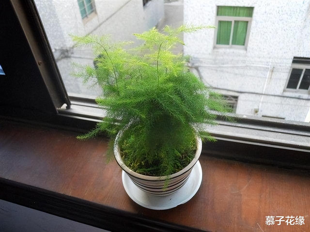 5种花草,养在卧室,装饰家居的同时,还能净化空气、助睡眠