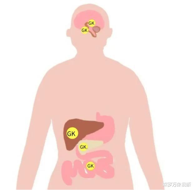 大脑里两组脑细胞之间斗争,明明有了饱腹感,却仍然想要吃东西