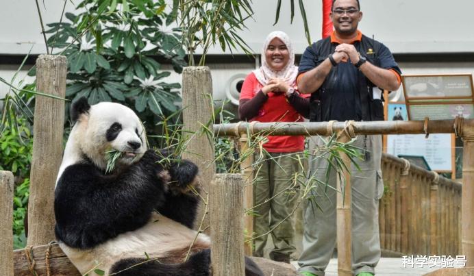 印度向我国借熊猫被拒绝,干脆把鳄鱼大象染成熊猫模样