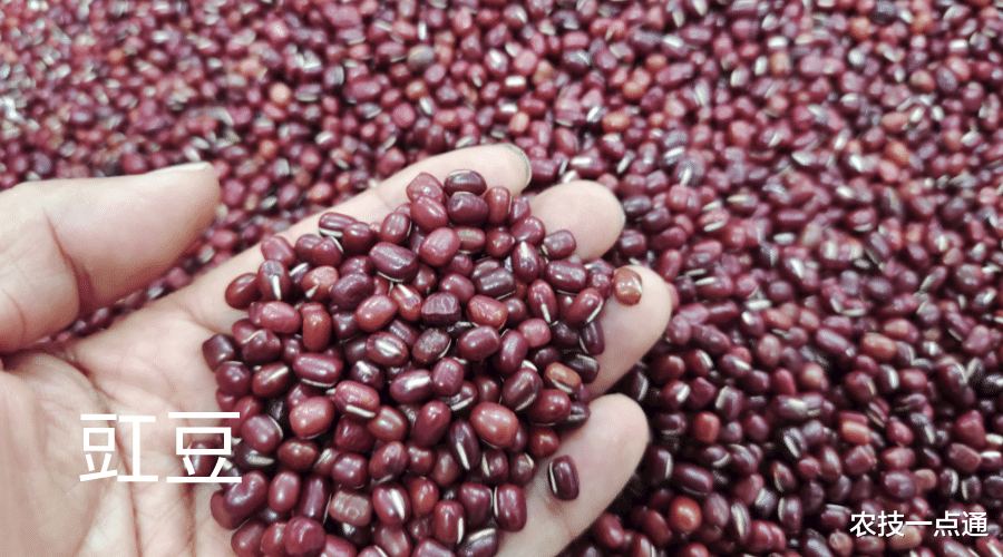 发的豆芽变绿是什么原因引起的？变绿的豆芽还能吃吗？如何预防？