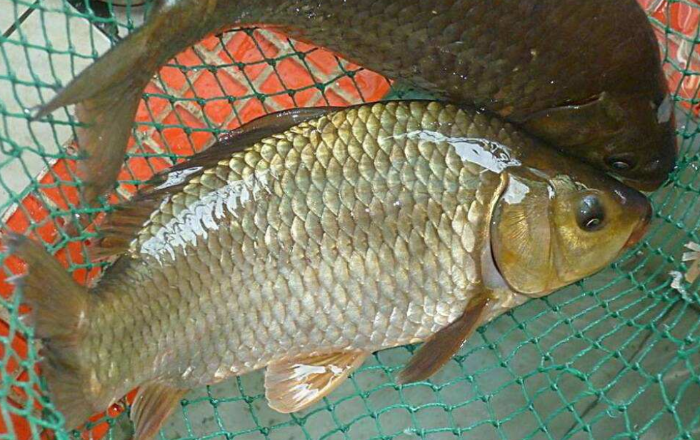 入伏|临近伏天,板鲫“失踪”了?掌握3个细节,你也是狙“鲫”手