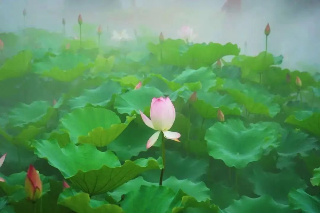 |莲商会 这份赏花攻略,请收下