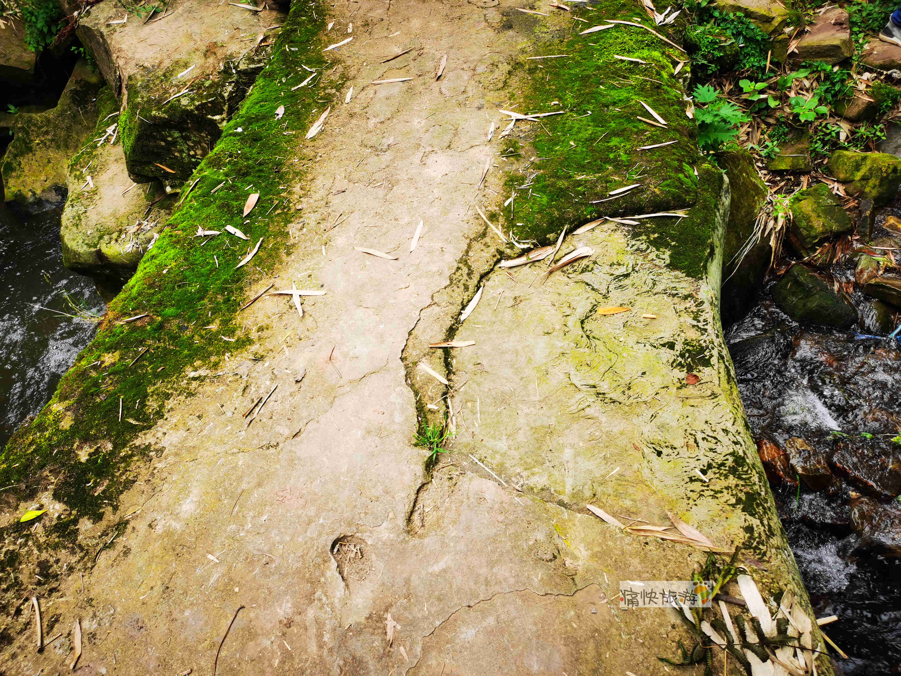 夜生活|行走自贡:川玻医院下的竹林秘境