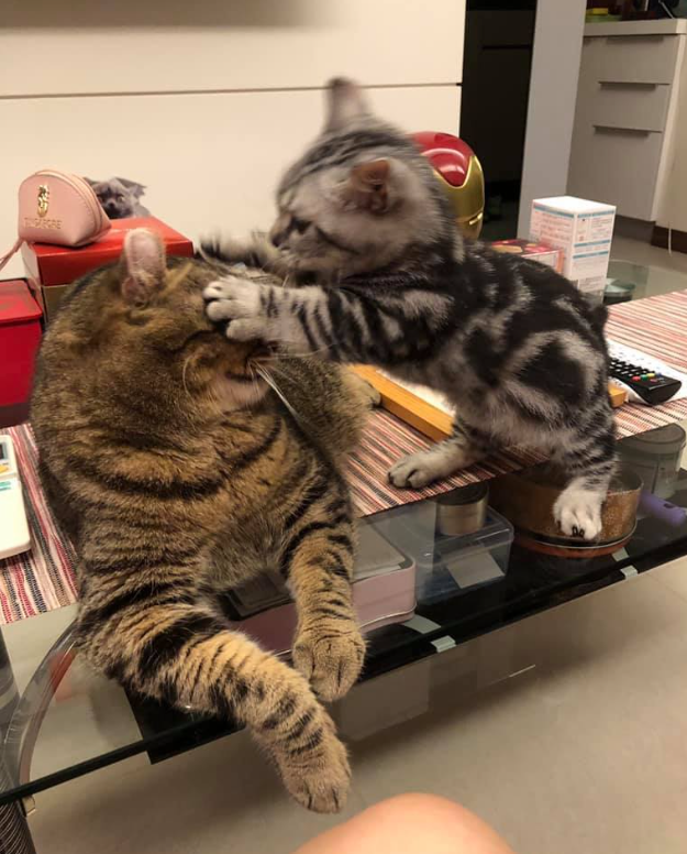 小时候被欺负的猫咪，努力2年后终于混成了霸气十足的“农场老大”！