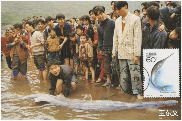 白鲟正式宣布灭绝,已在地球上存活近2亿年,为什么不人工养殖?