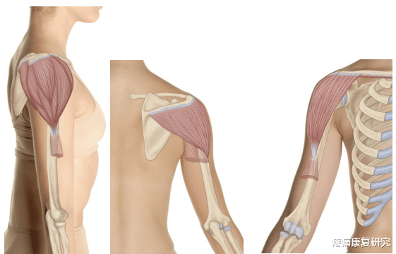 经络|【筋膜线与经络】上肢前向筋膜线与手太阴肺经