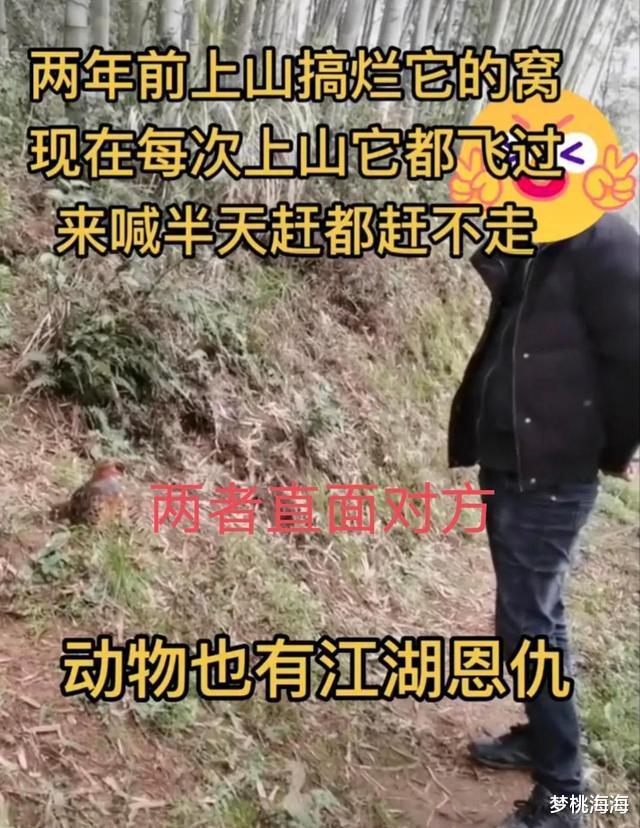 奇事!广西男子两年前捣毁一山鸡窝,此后每次上山山鸡都冲他喊叫
