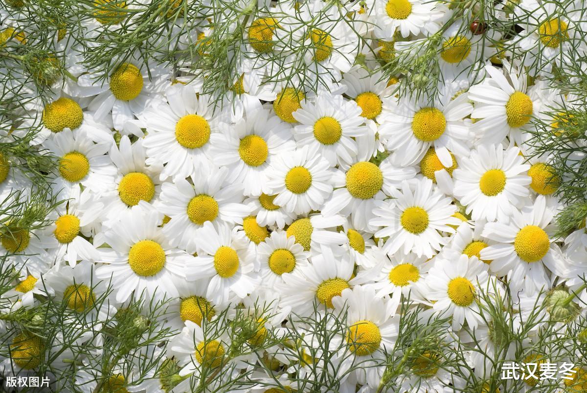 斯科拉里|出身贫穷也能成大器的3大生肖,努力奋斗成功就在明天