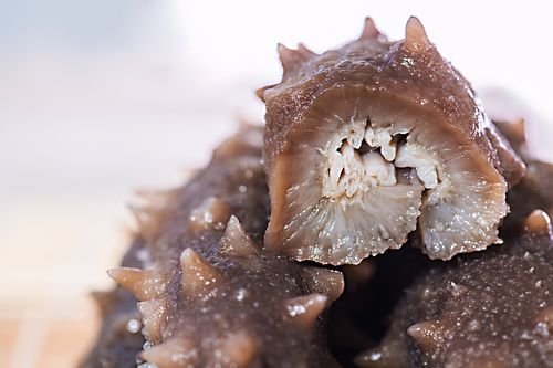 心脏|海参身上那些容易被忽略的好东西