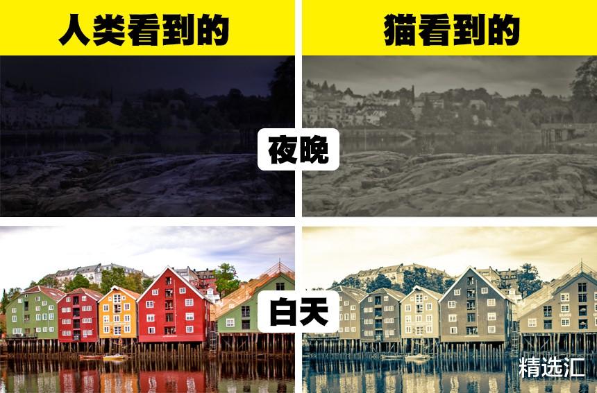 科普:6种动物眼中看到的世界与人类的差异