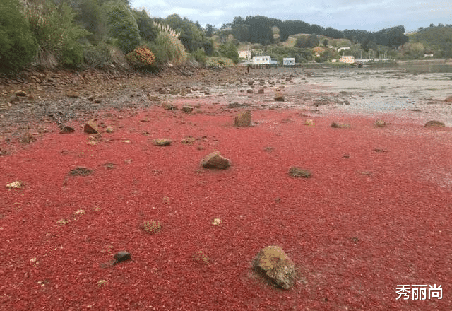 新西兰海滩被染红了,数百万小龙虾搁浅海滩,满地龙虾却无人问津