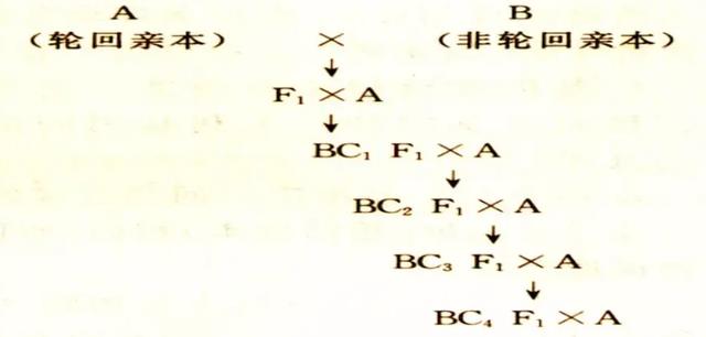 人类为什么要让动物回交,回交这种操作,有好处吗?