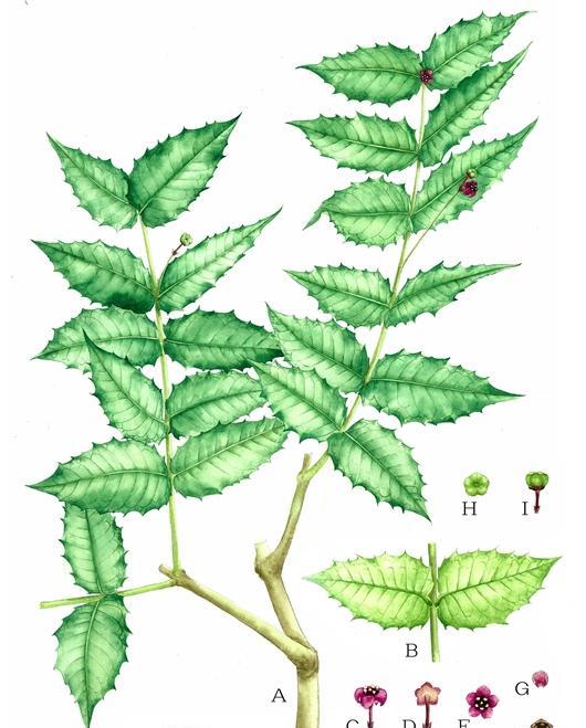 “消失”110 多年！四川再现极度濒危物种尖齿卫矛，暗示了什么？