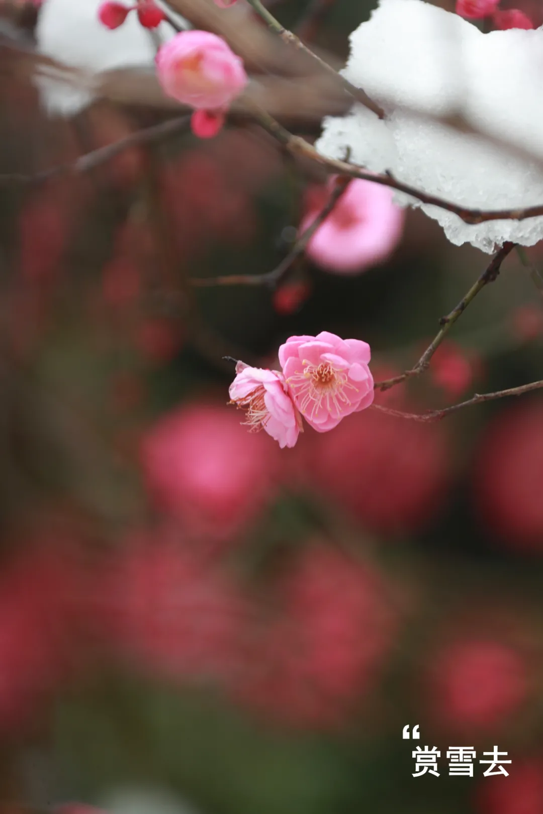 宁波|虎年首雪，哪处让你着迷~