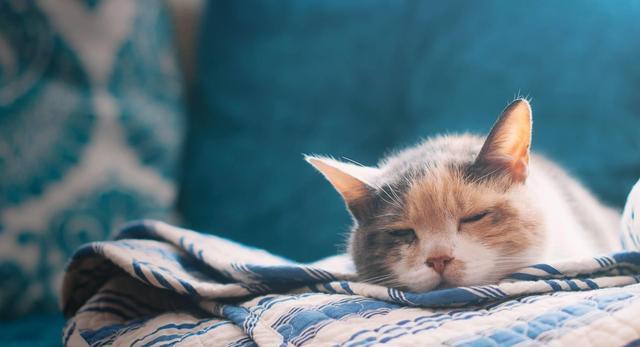 猫会选择喜欢的人？