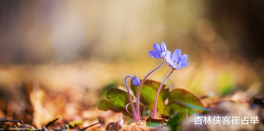 体检|对付结石，一个方子，三条路，一路清热、一路消石、一路止痛