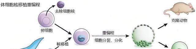 为啥现在很少提“克隆”了？多莉用自己的一生，书写了答案