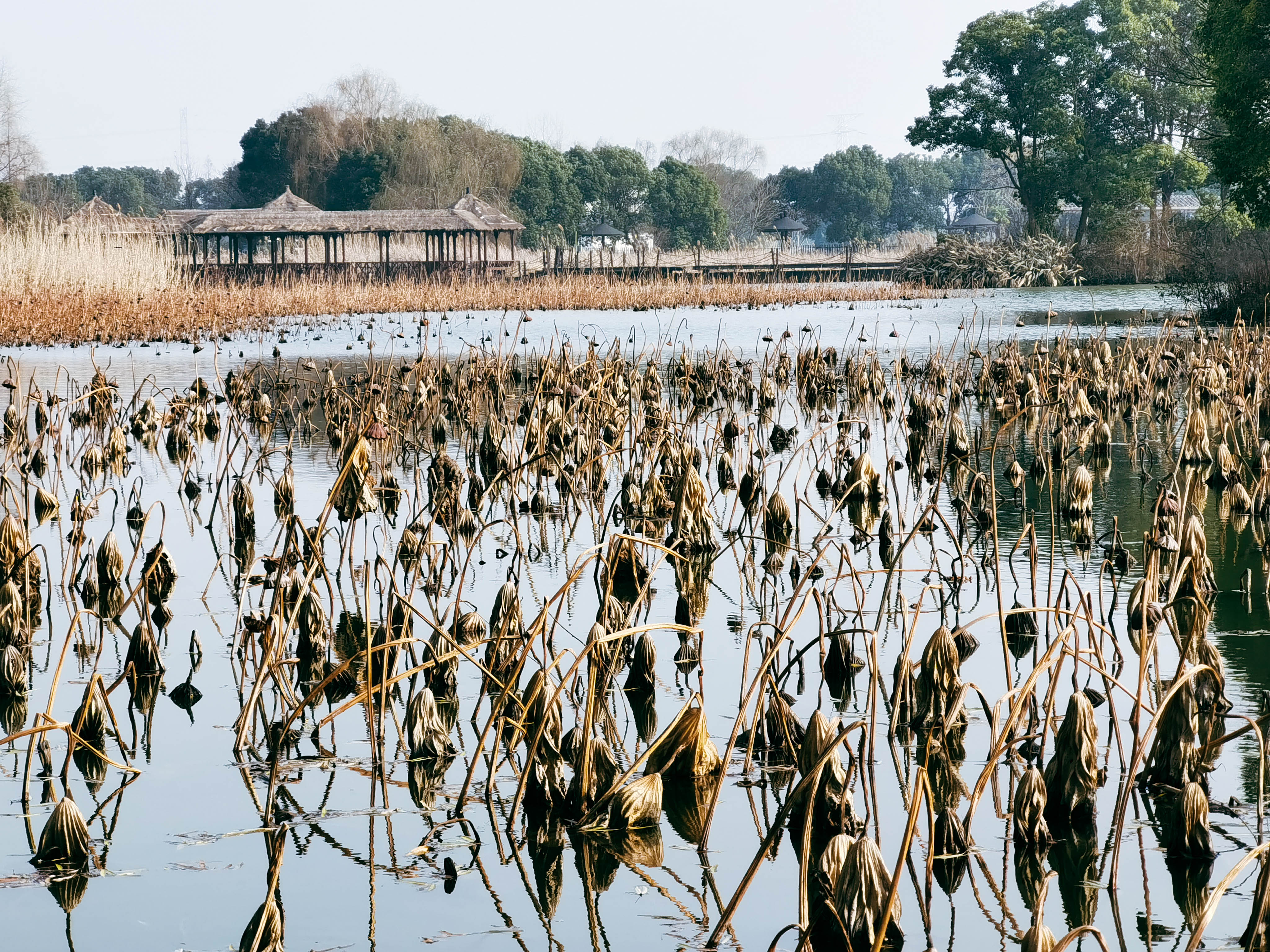 湿地公园|无锡自然原生、人少景美的湿地公园推荐，每座都是宝藏级别