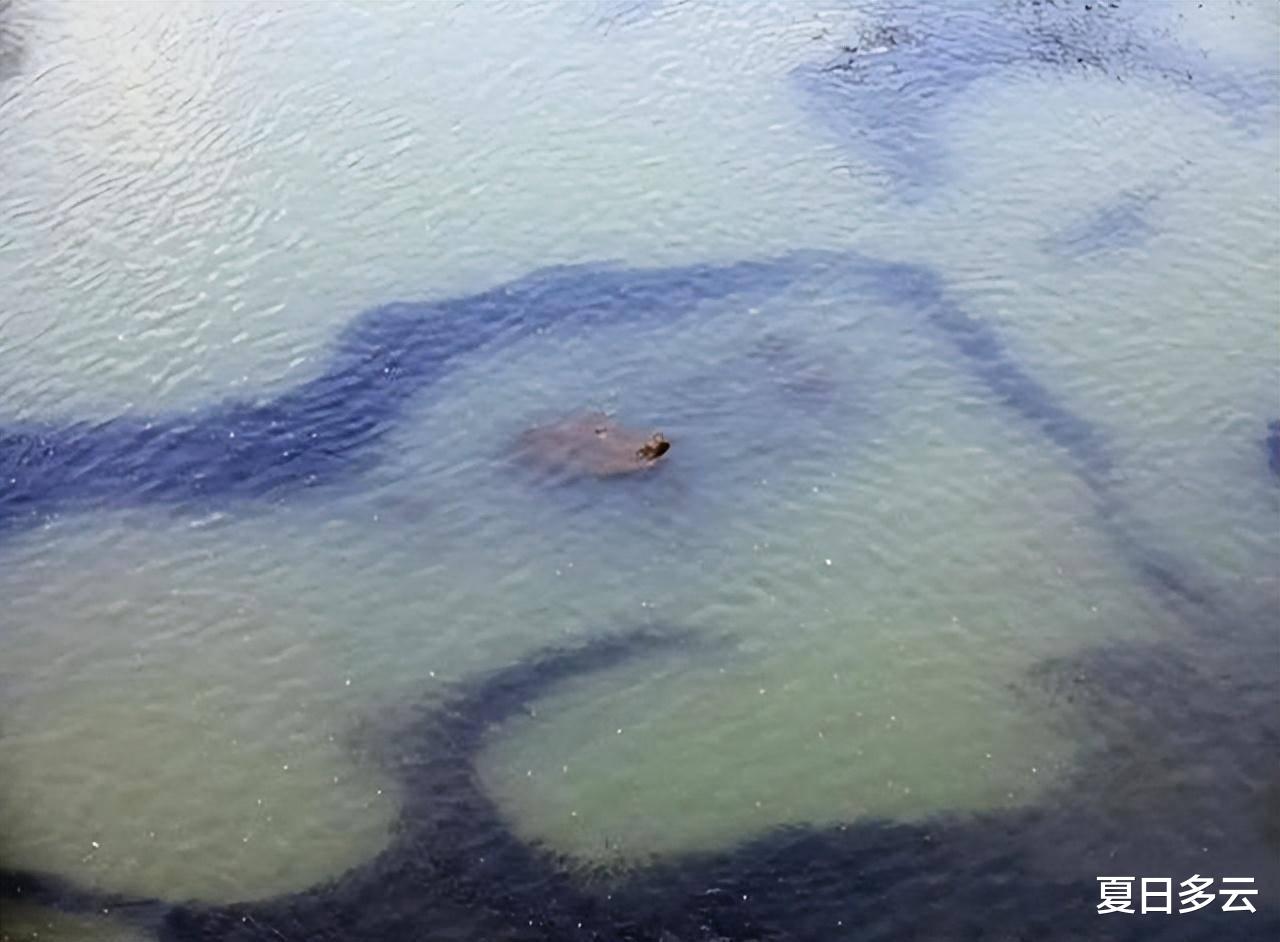 长江|长江10年禁渔计划才2年，鱼就多到局部泛滥，为何还要继续禁？