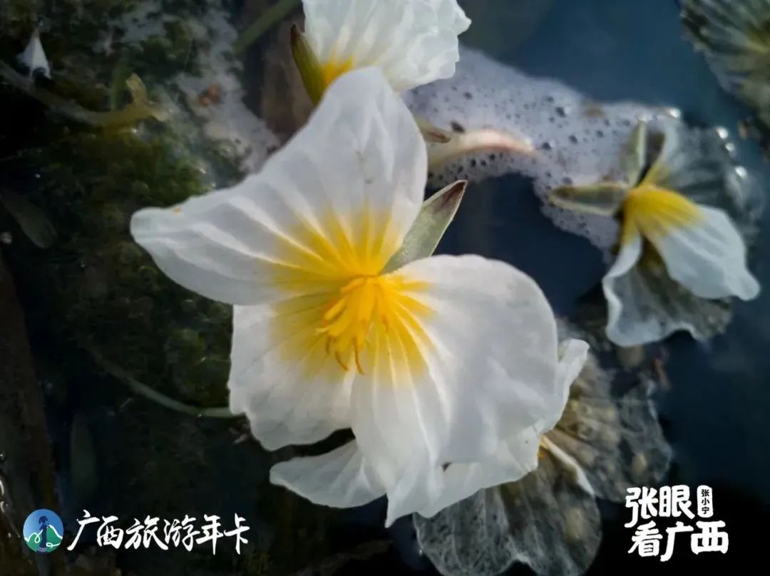 小红书|会开花的河广西不止一条，泸沽湖同款水性杨花|广西旅游年卡