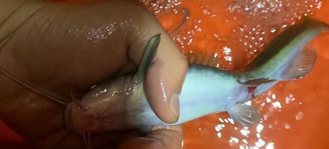 四川省|钓鱼有惊喜！男子意外收获酷似老鼠的“黄辣丁”，网友：放生明智