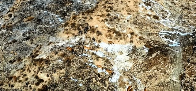 祁连山出现的“红狗”是什么动物?位居猛兽之首,敢猎杀老虎?