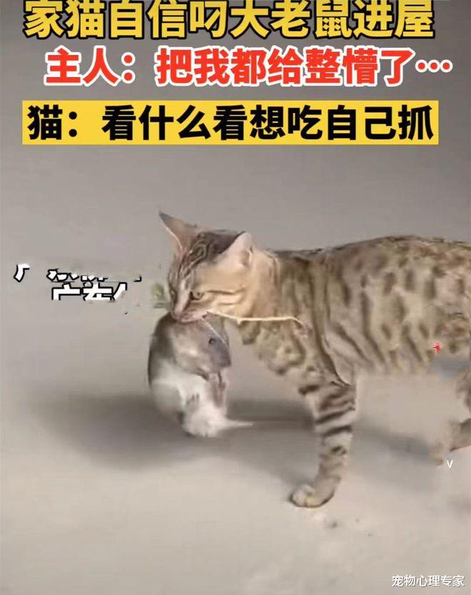 狸花猫回家大摇大摆,网友凑近看清后愣住了:这是叼了个啥啊?